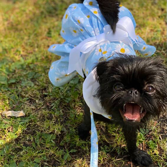 Blue Daisy Harness Dress with Matching Leash