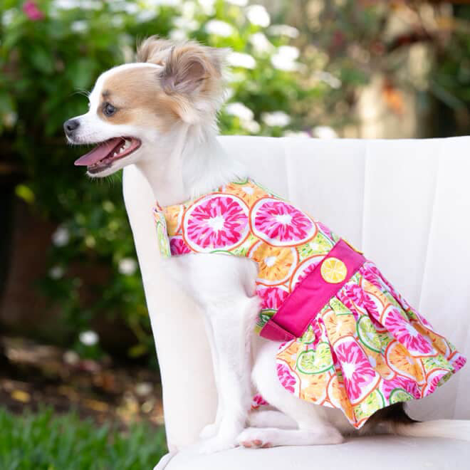 Citrus Slice Dog Dress with Matching Leash