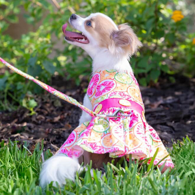 Citrus Slice Dog Dress with Matching Leash