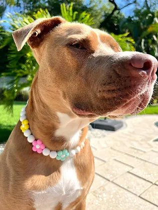 Full Blooms Beaded Pet Collar - Posh Puppy Boutique