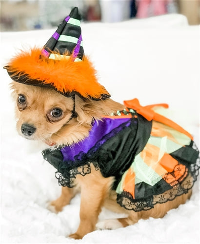 Halloween Witch Costume - Posh Puppy Boutique
