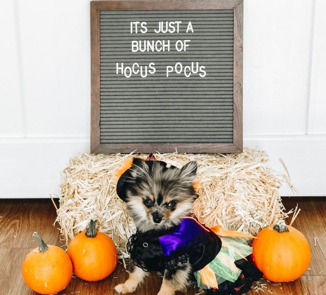 Halloween Witch Costume - Posh Puppy Boutique