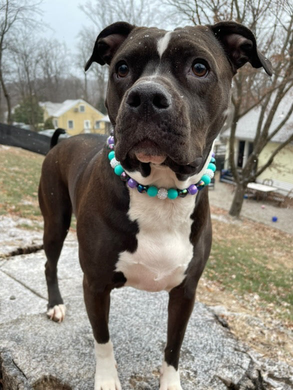 Jovie Dainty Collective Beaded Collar