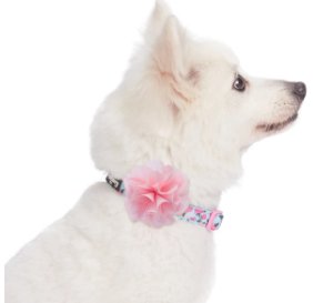 Light Blue Spring Collar with Flower - Posh Puppy Boutique
