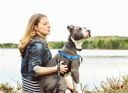 Pace No Pull Harness - Royal Blue - Posh Puppy Boutique