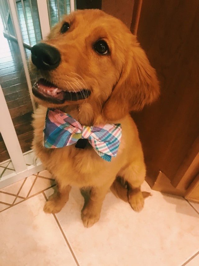 Peach Multi Plaid Bow Tie - Posh Puppy Boutique