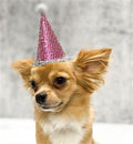 Pooch Party Hat in Pink - Posh Puppy Boutique