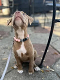 Sassy Beaded Pet Collar - Posh Puppy Boutique