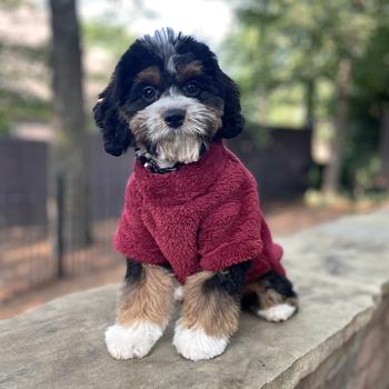Soft Plush Pullover in Burgundy - Posh Puppy Boutique