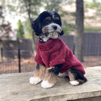 Soft Plush Pullover in Burgundy - Posh Puppy Boutique