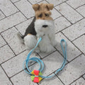 Susan Lanci Angela 1/2" Leash 4 ft. - Tiffi Blue - Posh Puppy Boutique
