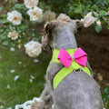 Susan Lanci Contrasting Nouveau Bow Tinkie Harness - Kiwi and Pink Sapphire - Posh Puppy Boutique