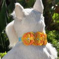 Susan Lanci Darla Collar - Posh Puppy Boutique