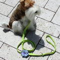 Susan Lanci Emma Leash - Posh Puppy Boutique