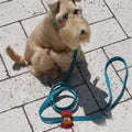 Susan Lanci Isabella Leash - Posh Puppy Boutique
