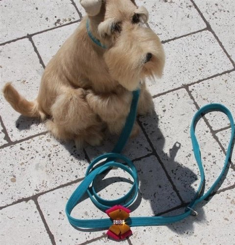 Susan Lanci Isabella Tinkie Harness - Posh Puppy Boutique