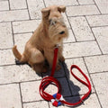 Susan Lanci Liberty Leash - Posh Puppy Boutique