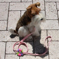 Susan Lanci Madison Bow Leash - Posh Puppy Boutique