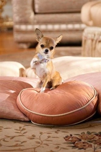 Susan Lanci Plain Ultrasuede Dog Collars in Many Colors - Posh Puppy Boutique