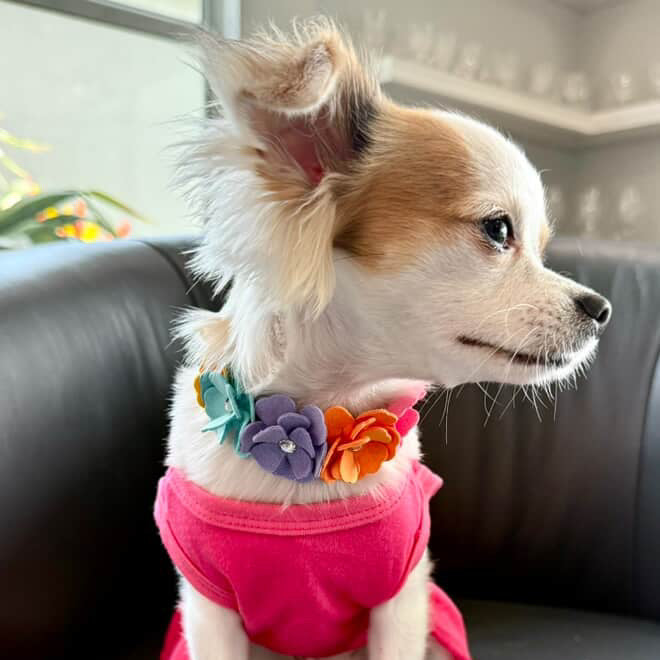 Susan Lanci Rainbow Tinkies Garden Dog Collar