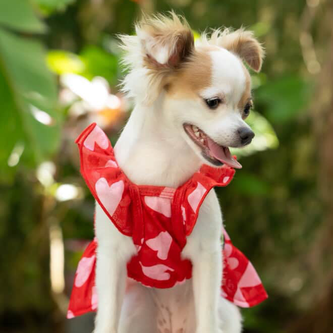 Sweet Heart Dress