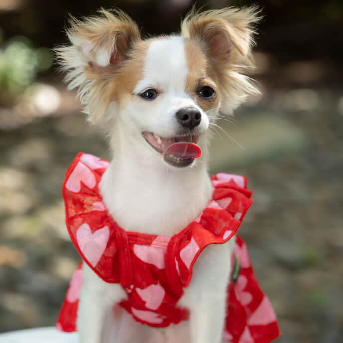 Sweet Heart Dress