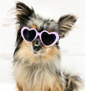 Tiny Dog Heart Sunglasses in Lavender - Posh Puppy Boutique