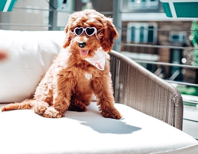 Tiny Dog Heart Sunglasses in Light Pink - Posh Puppy Boutique