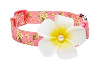 Tropical Flower Dog Collar in Pink - Posh Puppy Boutique