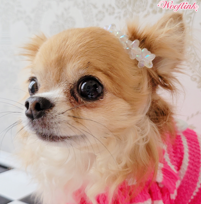 Wooflink Stars Hair Clip